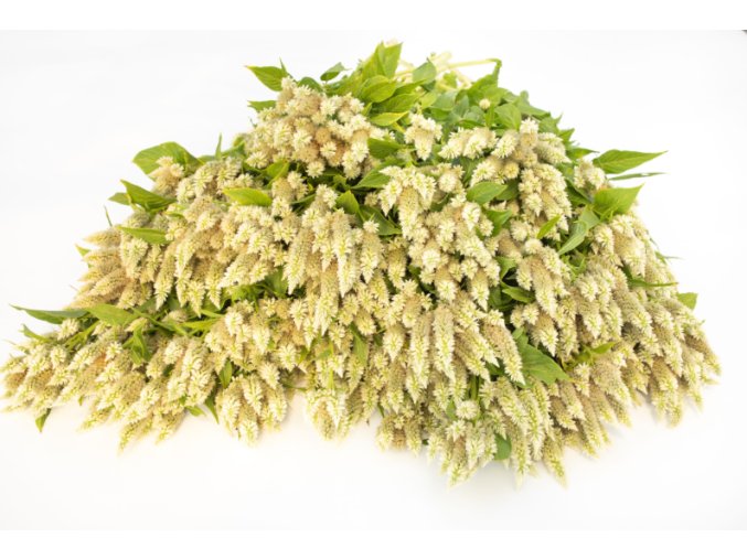 nevadlec-celway-white-30s