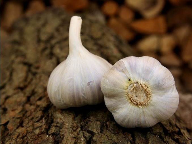 Sadbový česnek - Bjetin