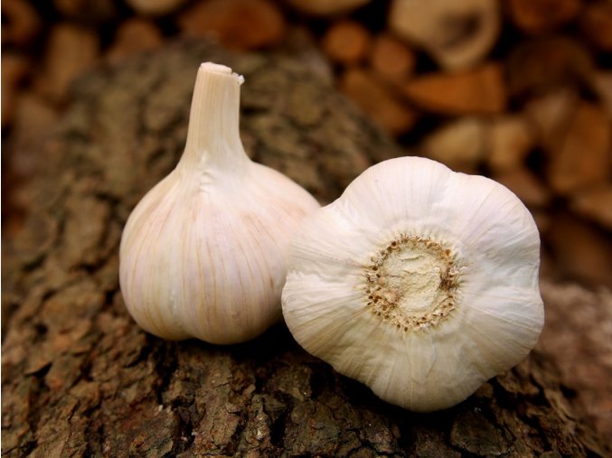 Sadbový česnek - Havel