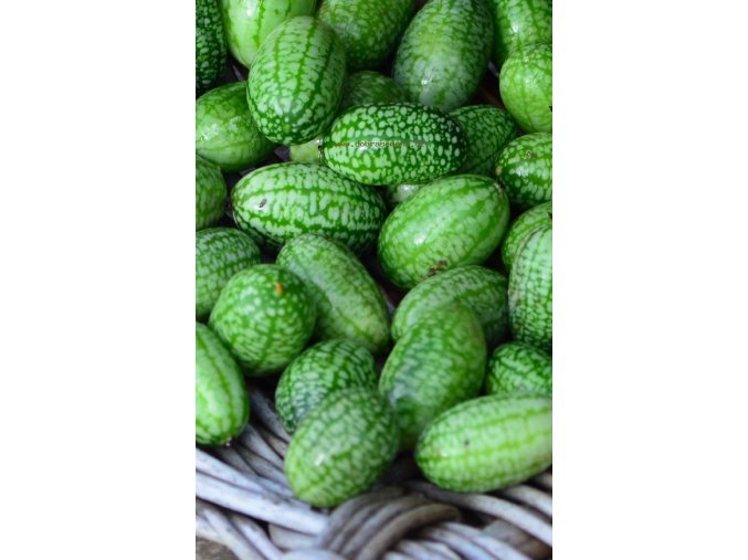 OKURKA MOUSE MELON - mexická 15 s