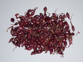 Sazečka cibule Karmen