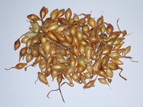 Sazečka cibule - Sturon