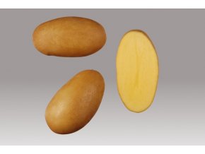 Sadbové brambory - Monika