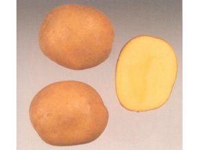 Sadbové brambory - Belana