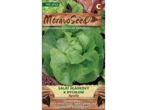SALÁT APOLLO - hlávkový k rychlení