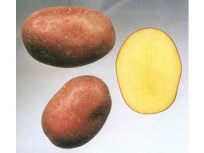 Sadbové brambory - Laura