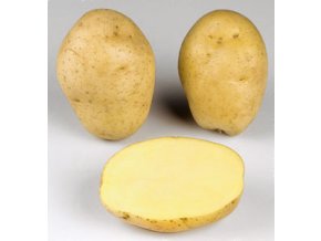 Sadbové brambory - Marabel