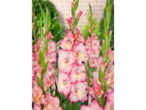 980 1 mecik priscilla 5 ks