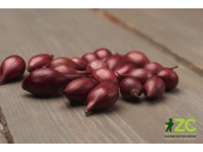 sazecka cibule ozima cervena akado