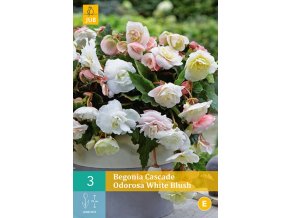 karta begonie cascade odorosa white blush 2 cibule
