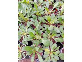 STATICE TATARIKA - SUCHOBÝL TATARSKÝ květník 9 cm