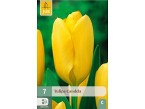 Karta Tulipán Candela (7 cibulí)