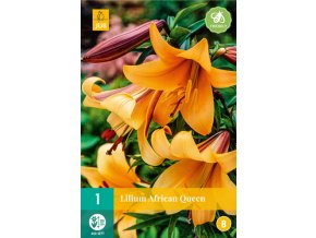 karta lilie african queen 1 cibule