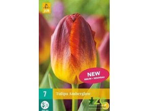 Karta Tulipán Amberglow (7 cibulí)