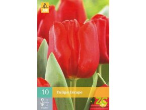 Karta Tulipán Escape (10 cibulí)