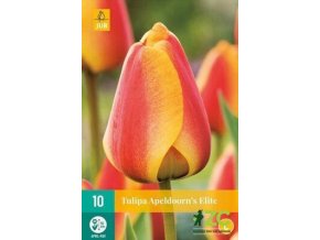 Karta Tulipán Apeldoorn´s Elite (10 cibulí)