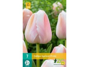 Karta Tulipán Apricot Pride (7 cibulí)