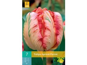 Karta Tulipán Apricot Parrot (7 cibulí)