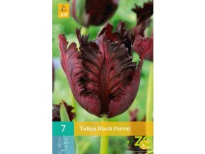 Karta Tulipán Black Parrot (7 cibulí)