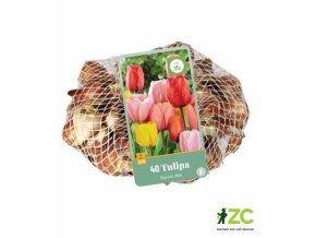 Síťka XXL Tulipán Darwin Hybrid Mix (40 cibulí)