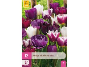 Karta XXL Tulipán Blueberry Mix (12 cibulí)