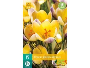 Karta Krokus Advance (15 cibulí)