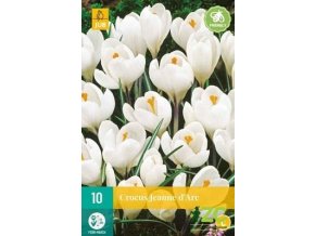 Karta Krokus Jeanne Darc (10 cibulí)