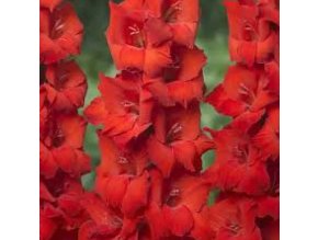 Mečík Ruffled TANGO PASSION (1 cibule)