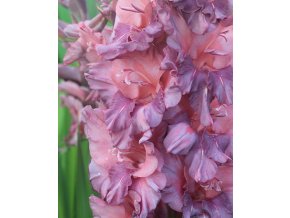 Mečík Ruffled RUSTY CHESTNUT (1 cibule)