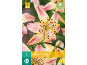 Karta - Lilie CORSAGE (1 cibule)