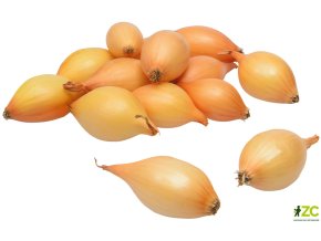 Sazečka cibule ozimá - Augusta