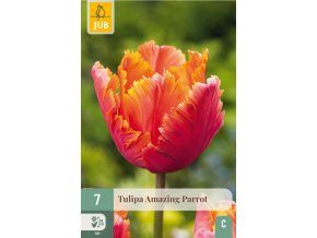 Karta Tulipán Amazing Parrot (7 cibulí)