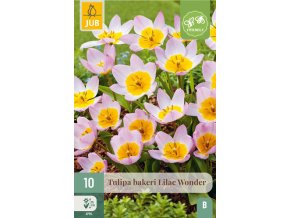 Karta Tulipán Bakeri Lilac Wonder (10 cibulí)