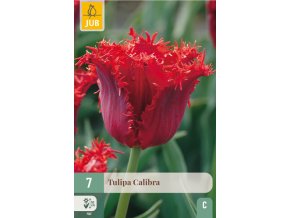 Karta Tulipán Calibra (7 cibulí)