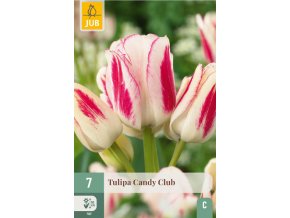 Karta Tulipán Candy Club (7 cibulí)