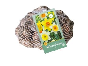 sitka-xxl-narcis-large-cupped-mix--40-cibuli-