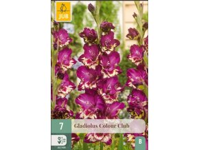 karta-mecik-colour-club--7-cibuli-b-