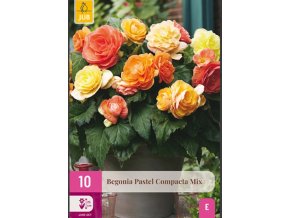 karta-xxl-begonie-pastel-compacta-mix--10-cibuli-e-