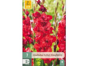 karta-mecik-velvet-raspberry--7-cibuli-