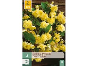 karta-begonie-pendula-yellow--3-cibule-
