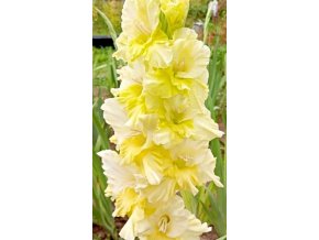 mecik-ruffled-happy-touch--1-cibule