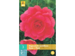 begonie-grandiflora-pink--1-cibule