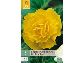 begonie-grandiflora-yellow--1-cibule