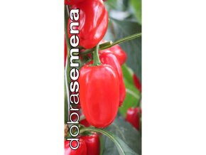 paprika snacking red f1 zeleninova 10 s