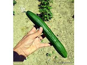 okurka-seta-hadovka-gergana-15s