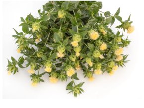 svetlice-barvirska-white-grenade-25s