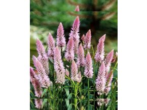 nevadlec-flamingo-feather-500s