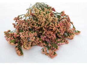 statice-qis-apricot-25s