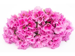 klarkie-grace-lavender-30s