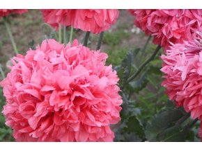 mak-pivonkovity-salmon-1000s